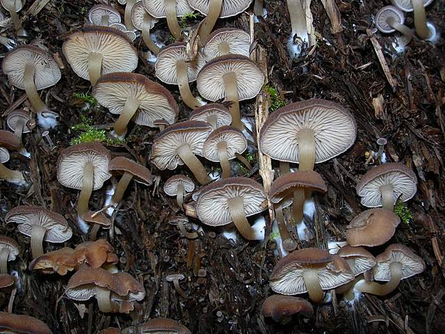 Clitocybe puberula